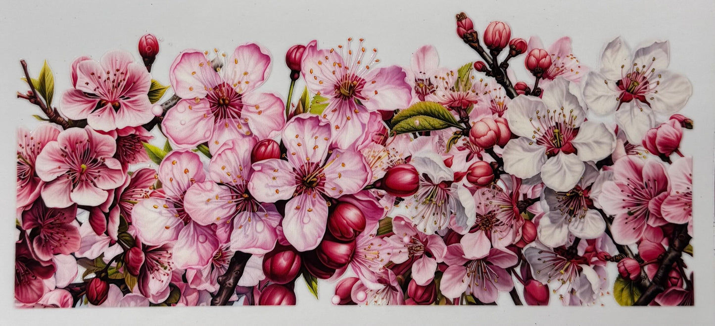 Cherry Blossoms