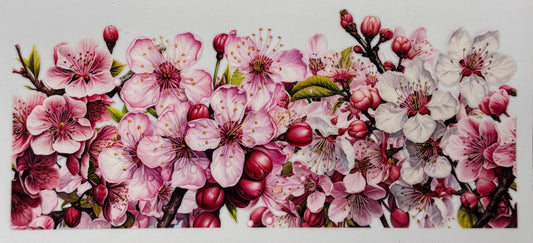 Cherry Blossoms